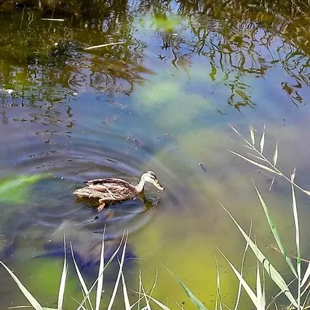 Sun, Sky And Sea Апартаменты Эшмориш